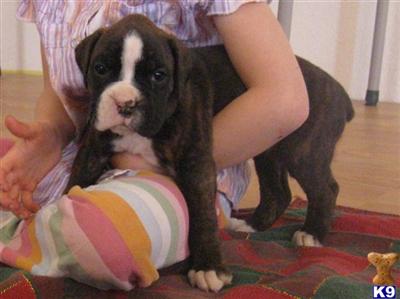 Boxer Puppies for Sale